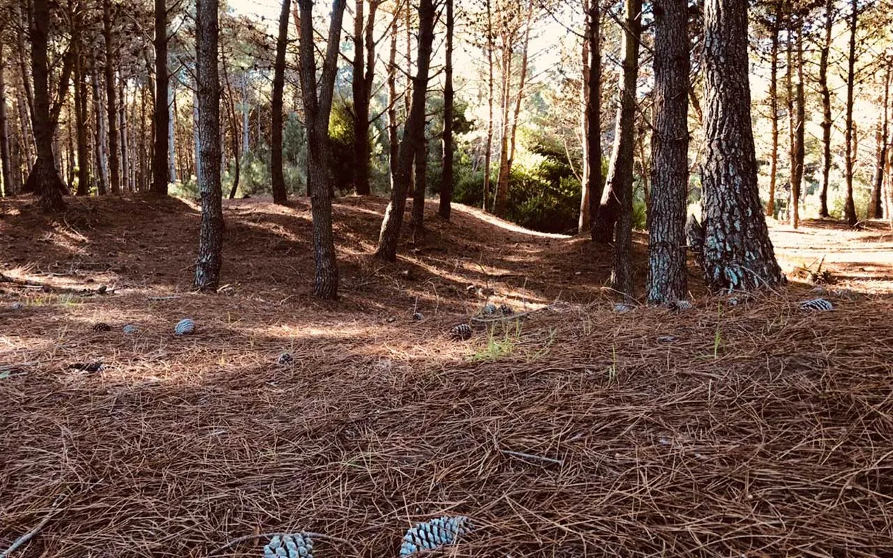 Bosque de pinos alrededor del complejo